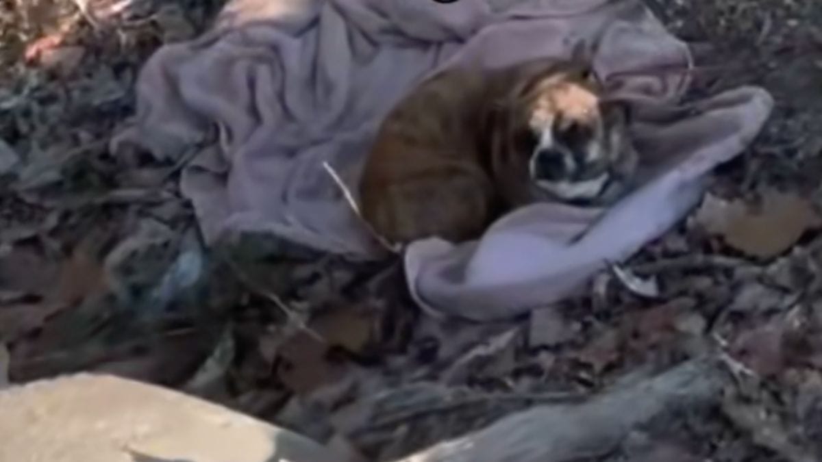 Una cagnolina abbandonata in un fosso: i soccorritori non possono permettersi errori