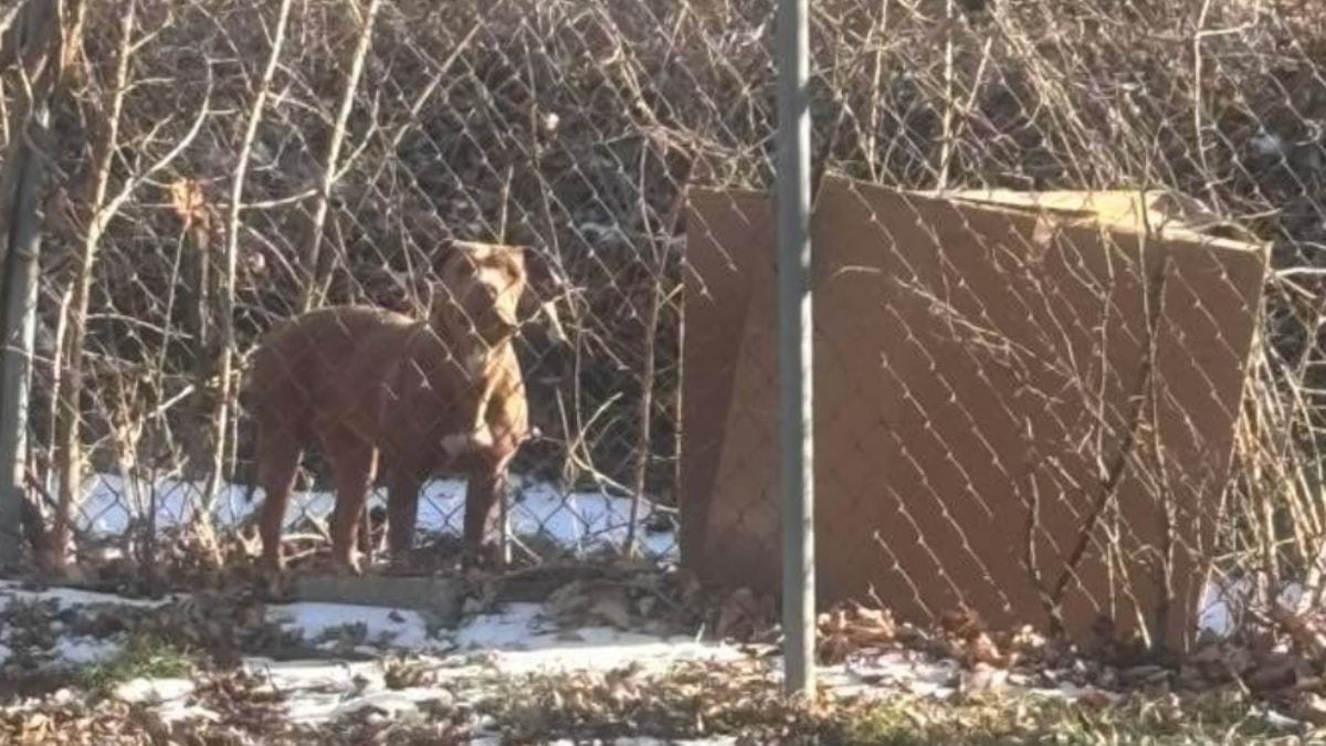 Cagnolina randagia si aggira in fondo al giardino: le radiografie rivelano i suoi due pesanti segreti