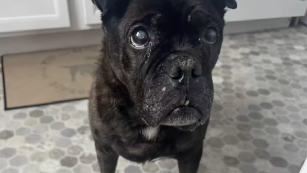 Bulldog Americano in fin di vita: McDonald's gli regala sette mesi in più