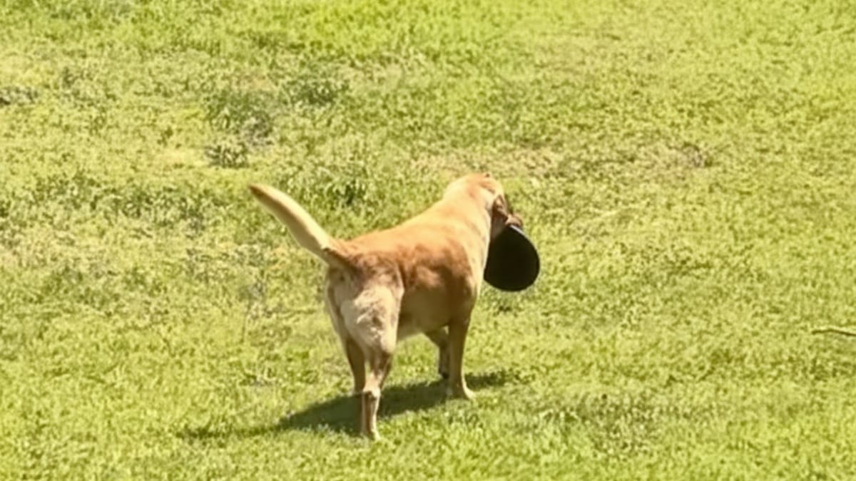 Incuriosita dal cane che esce con la ciotola vuota, lo segue e scopre il suo segreto