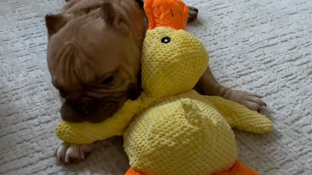 Per aiutare un cane, si rivolge a un'esperta: la specialista le chiede di comprare un'anatra gialla