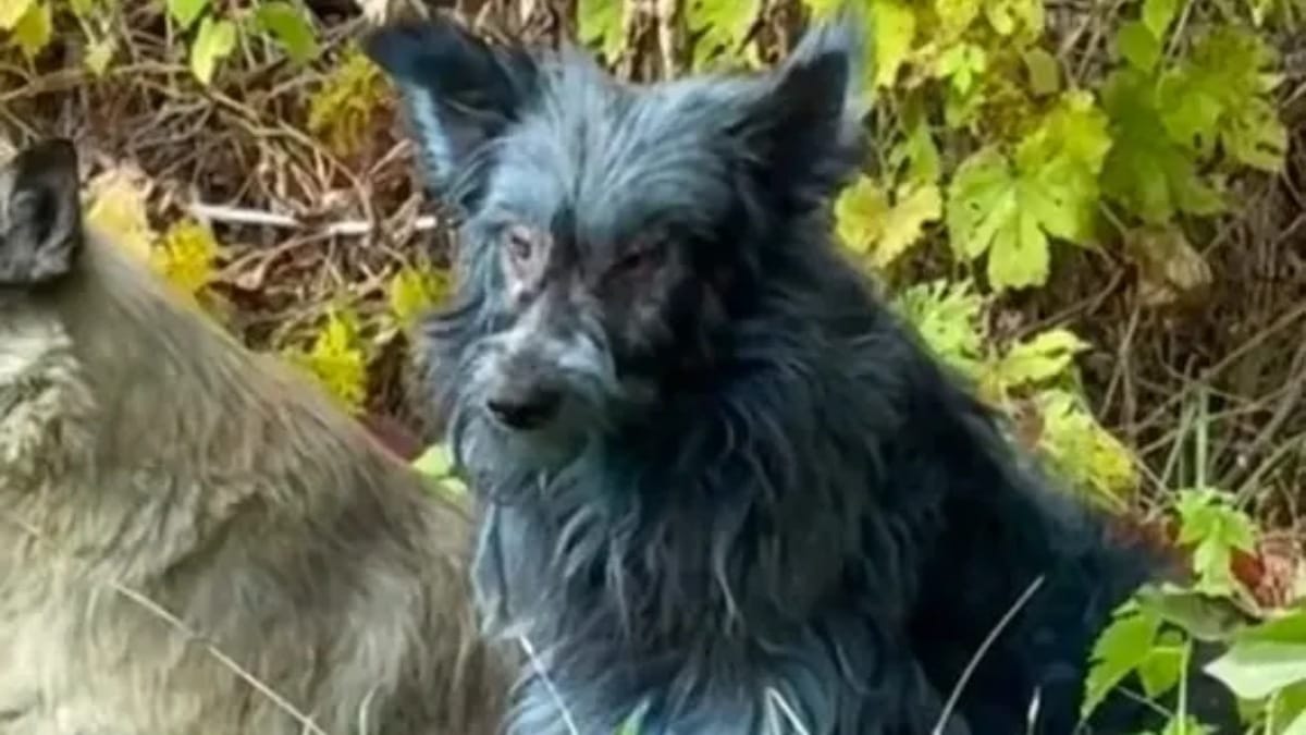 Quasi 40 anni dopo la catastrofe, questa scoperta a Chernobyl fa venire i brividi