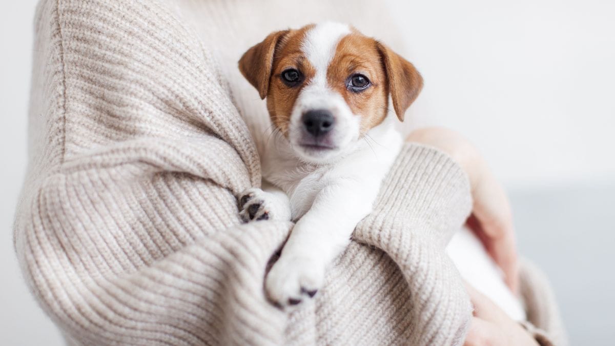 Un uomo torna a casa con un cucciolo: sua moglie scoppia a piangere e capisce che il suo matrimonio è finito