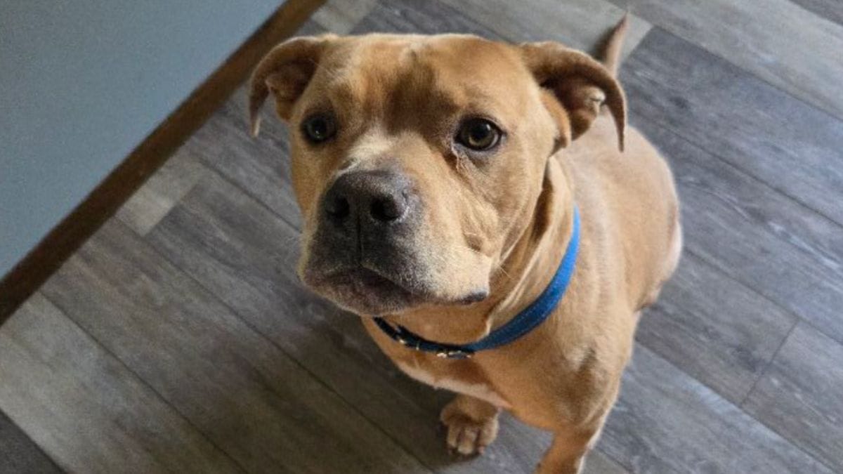 Dopo 549 giorni in rifugio, una telefonata cambierà il destino di un cane abbandonato