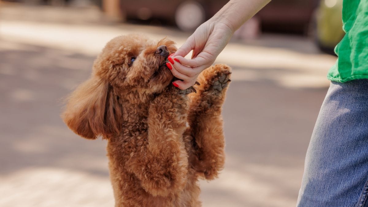 Uno studio rivela perché alcuni cani sono più "dotati" di altri