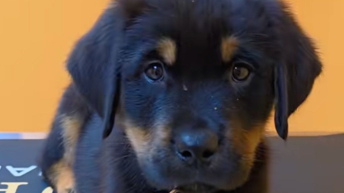 Un raro cucciolo "Golden Rottweiler" conquista il web con i suoi occhi da bebè