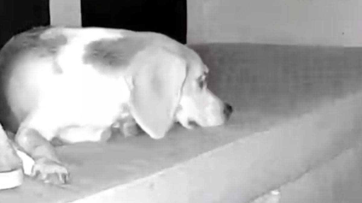 Ripreso dalla telecamera in salotto: il cane sembra colpevole, ma le immagini raccontano un’altra storia