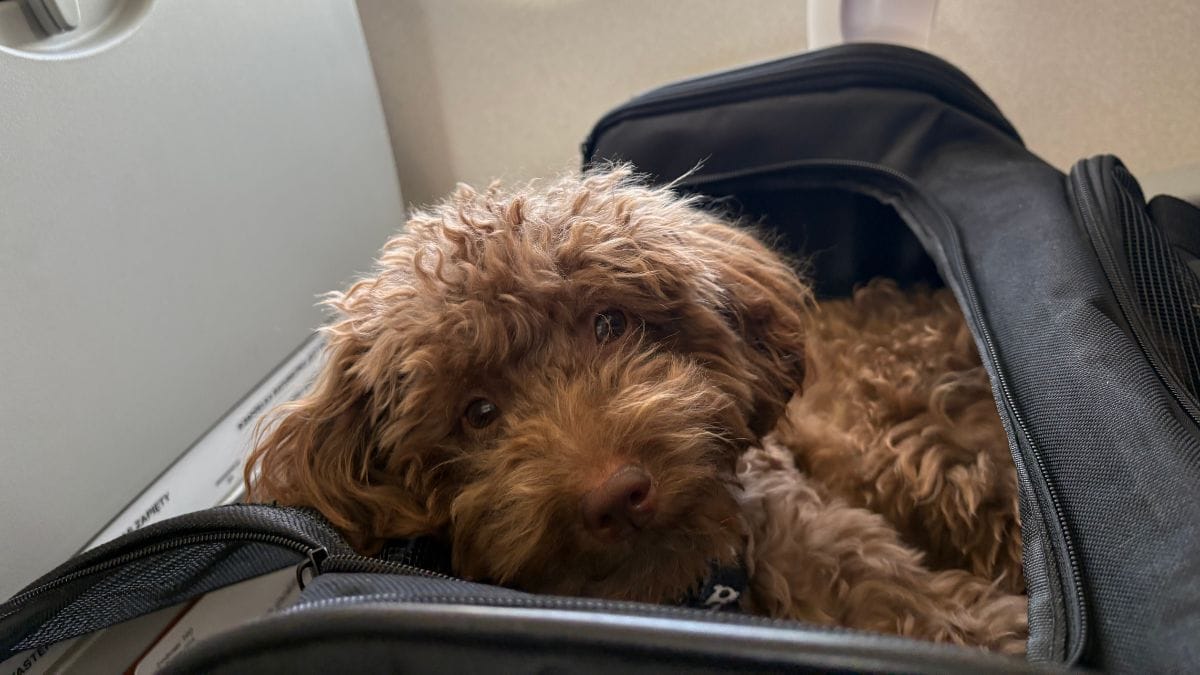Multa di 860 euro per aver accarezzato il cane in volo