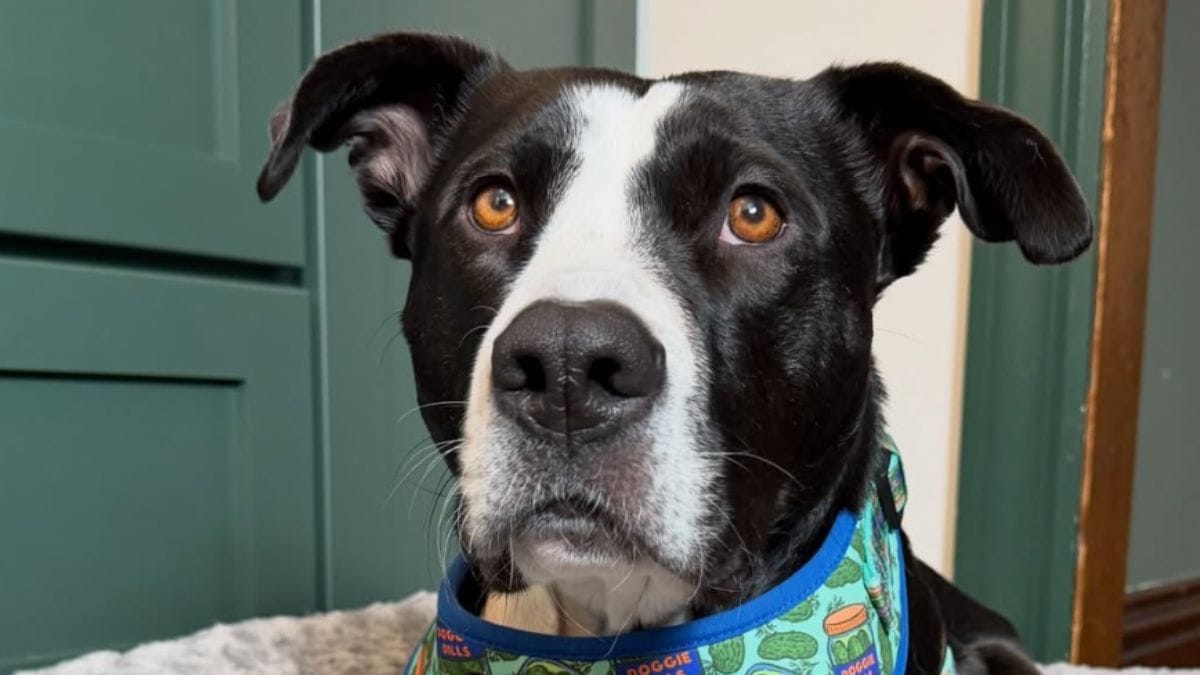 Dopo 3 anni in canile, questa cagnolina nata con una rara malformazione trova finalmente la felicità