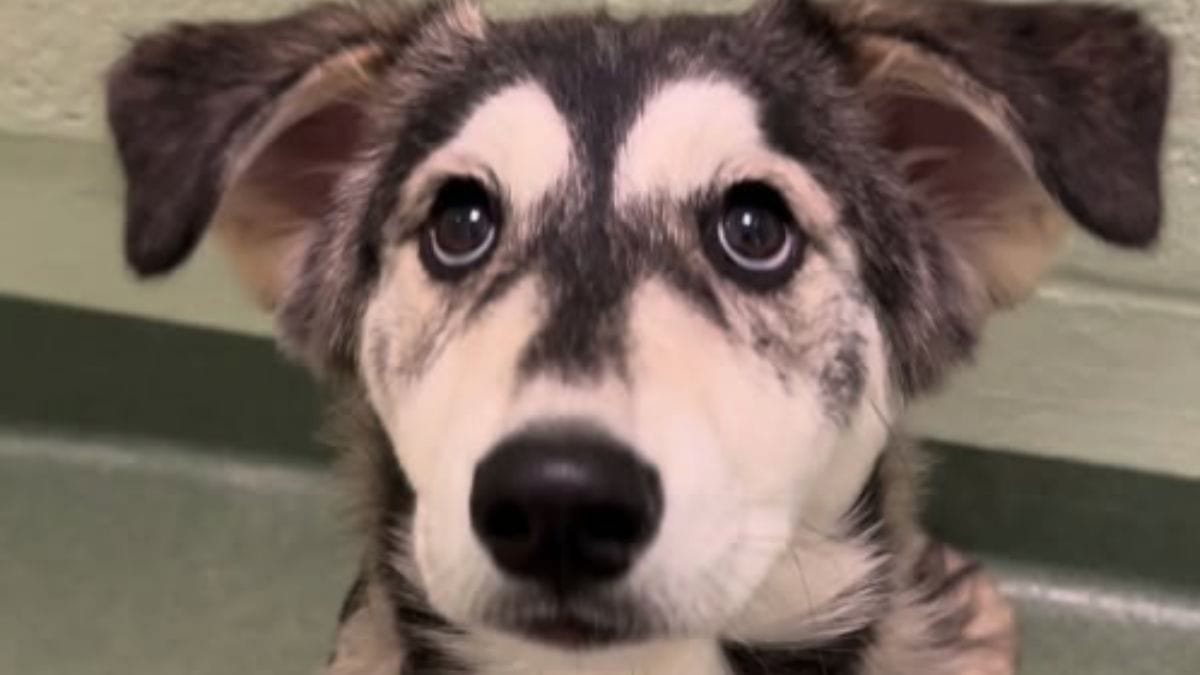 Il rifugio pubblica un video per sfatare un pregiudizio: scopri perché questo cucciolo "perfetto" è dietro le sbarre