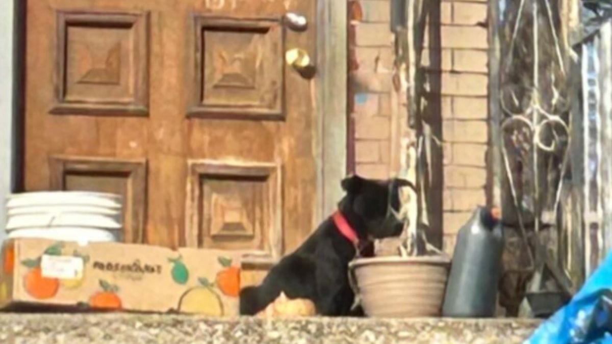 Abbandonati nel gelo polare, questi cuccioli sono sopravvissuti grazie al gesto eroico della mamma