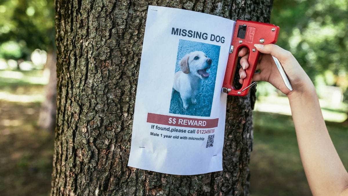 Distratta da una foto di un cane smarrito, una donna si fa rubare la borsa per strada
