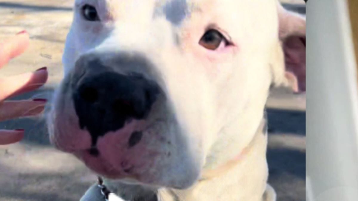 Trova un cane solo al mondo, ma la verità sul proprietario la spinge ad agire