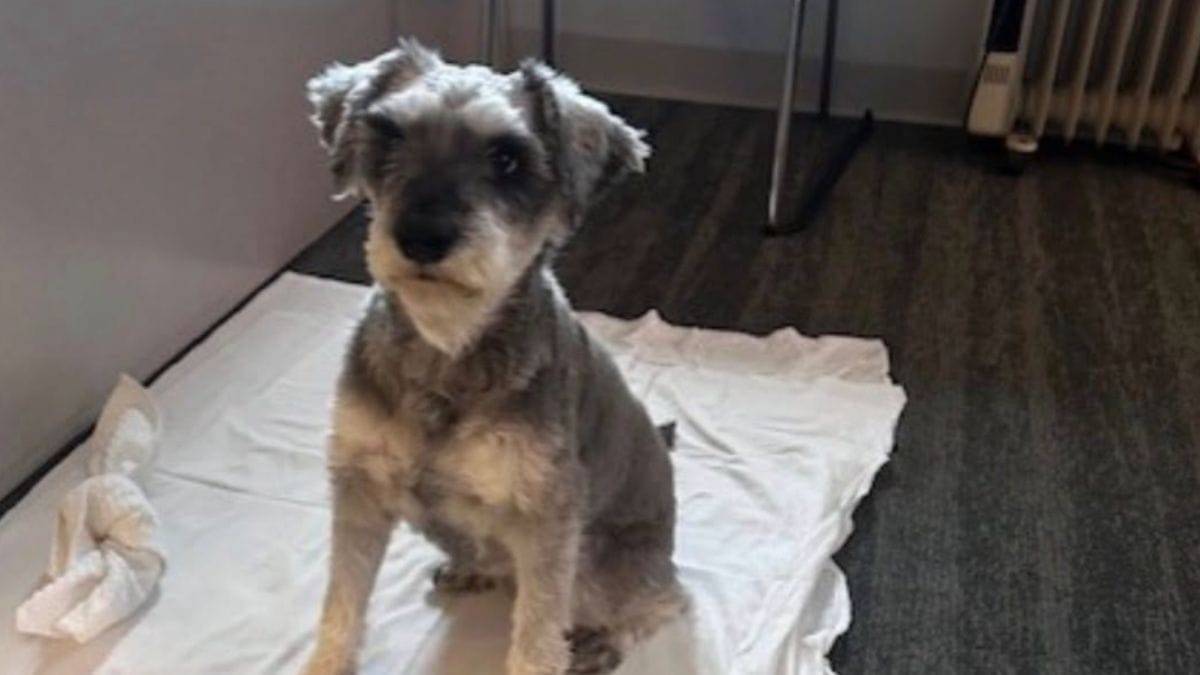 Poliziotto scansiona il chip di un cane randagio: resta senza parole per la distanza percorsa