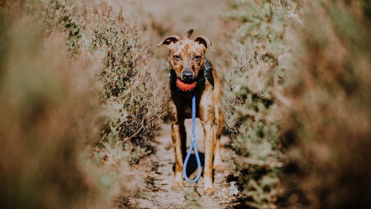 Ad ogni passeggiata, il cane controlla sempre lo stesso cespuglio: gli riserva la sorpresa più grande della vita