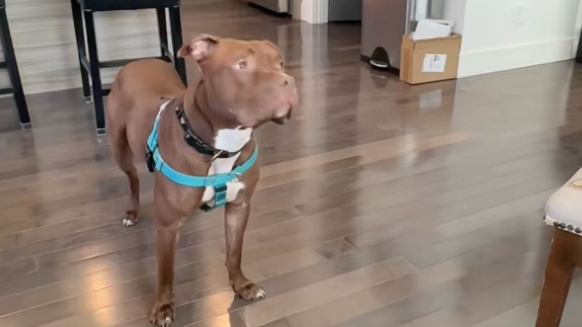 Una famiglia accoglie una cagnolina traumatizzata: alcune note musicali cambiano per sempre la sua vita