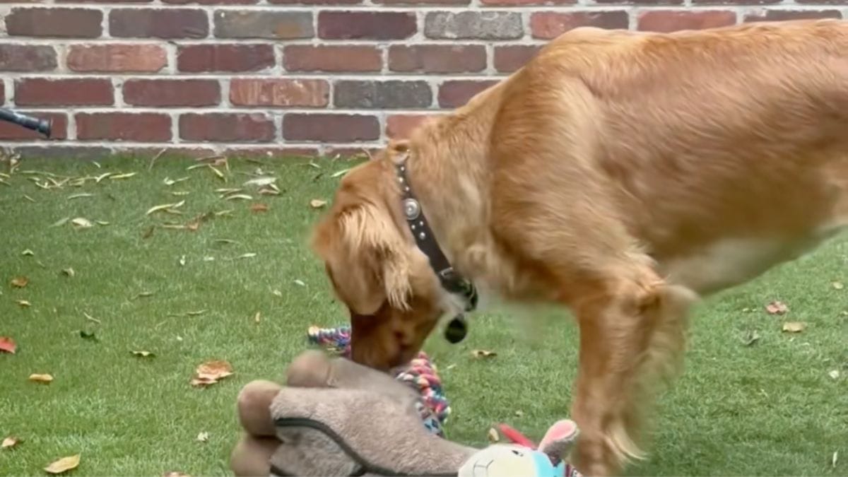 Questo cane di canile riceve un peluche per la prima volta: la reazione scatena risate e commozione tra gli utenti