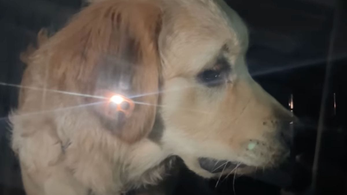 Video. Chiude ogni notte il suo Golden Retriever in auto: ciò che succede dopo lascia senza parole