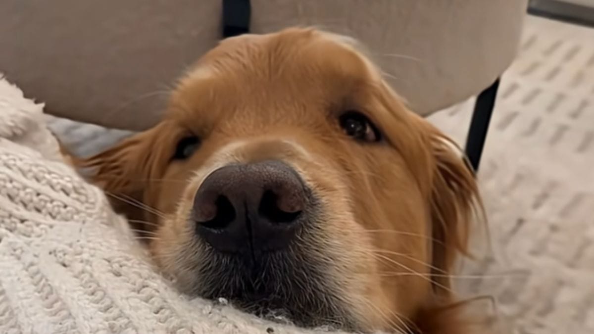 Il proprietario torna finalmente dal viaggio: la reazione del Golden Retriever conquista il web
