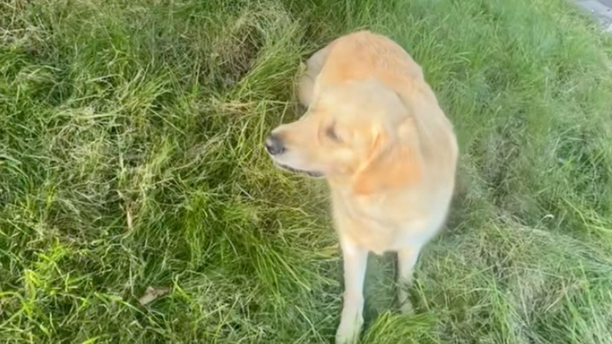 Un Golden Retriever si emozionato nel prato: l'incontro che ha conquistato milioni di utenti