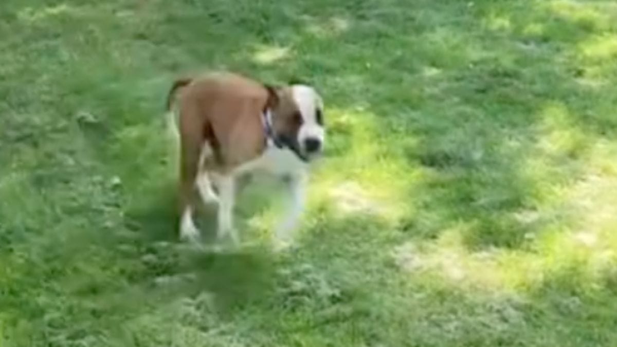 Video. Cane anziano scopre il suo nuovo giardino: la sua gioia contagiosa scalda il cuore