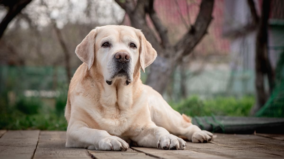 Una coppia salva una Labrador: incredibile scoperta mesi dopo