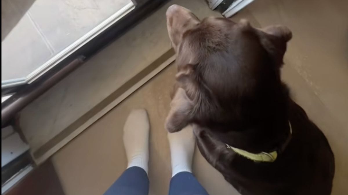 Parte per un viaggio e affida il cane al vicino: al ritorno trova qualcosa di inaspettato