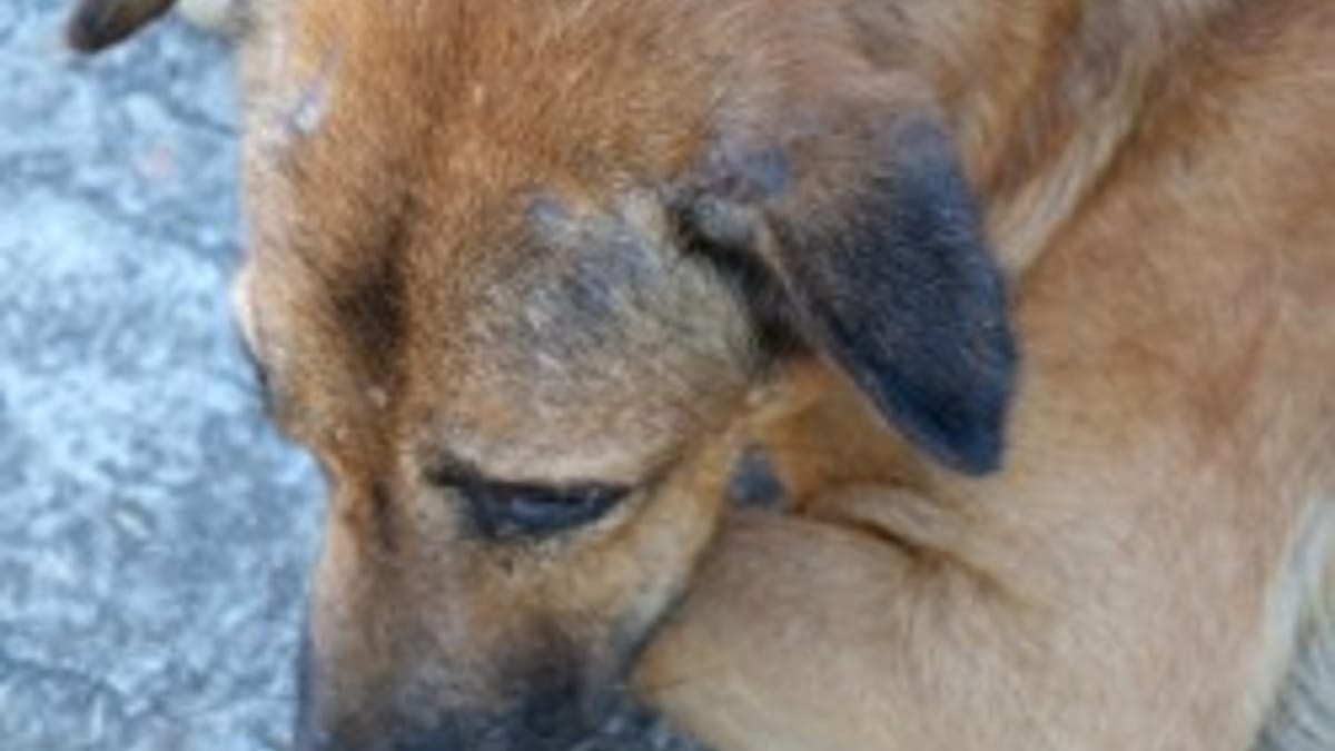 Quali sono i segnali di dolore nel cane? Le tre posture da riconoscere