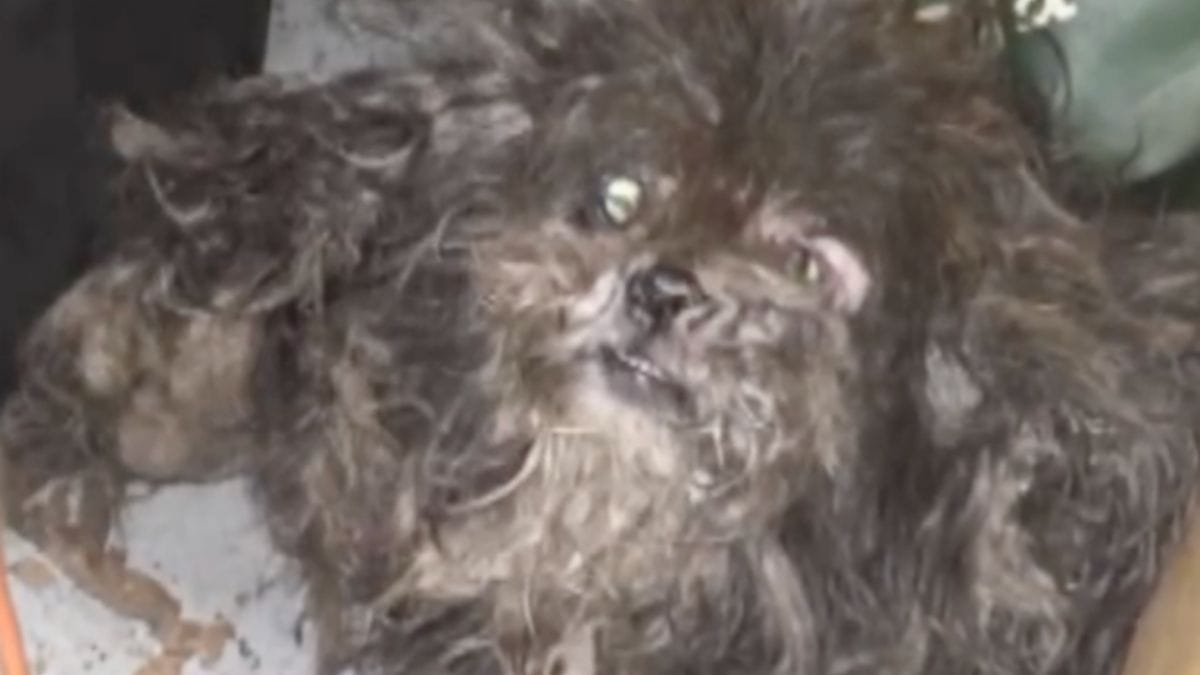 Due cani sopravvivono tra vermi ed escrementi: il custode ha la prontezza giusta