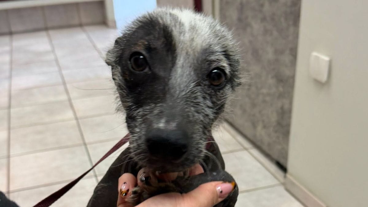 Una volontaria corre a salvare un cane solo per strada: quando lo vede da vicino resta senza parole