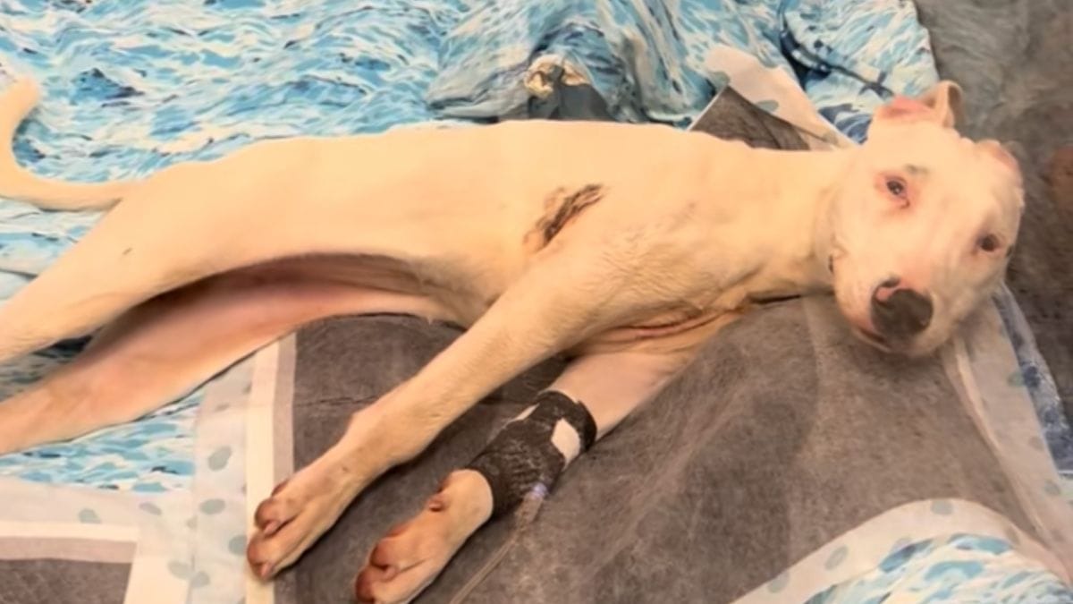 Video. Questa cagnolina arriva al rifugio paralizzata: il miracolo che avviene 1 mese dopo sconvolge tutti