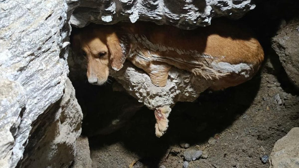 Cagnolina intrappolata nel cemento: 7 ore dopo, i vigili del fuoco compiono un'impresa