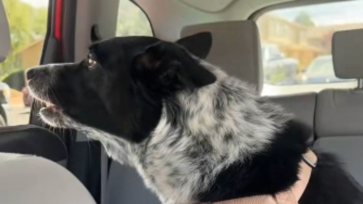 Cane scopre un gatto "gigante" nell'auto accanto: la sua reazione diventa virale