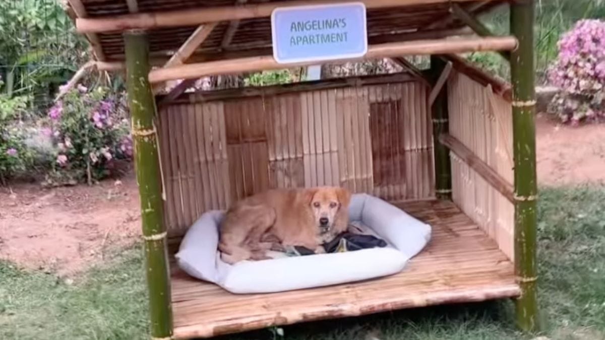 Crea un rifugio per cani anziani: questo posto sembra Disneyland