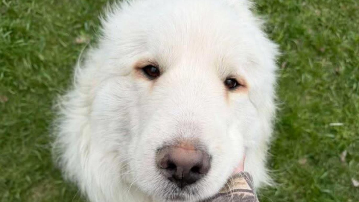 Un cane arriva al rifugio: sviluppa una fobia che costringe i volontari ad adattarsi