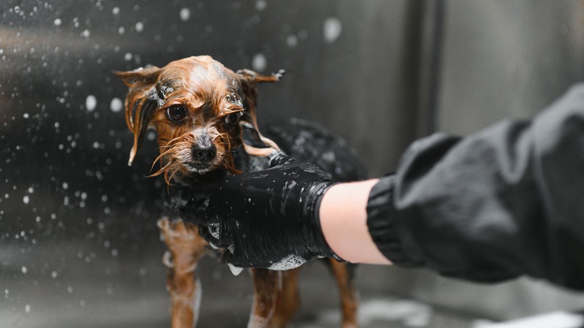 «Era ridicolo»: un cane arriva dal toelettatore ed è un disastro!