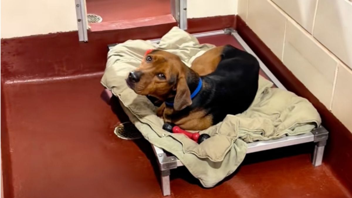 Abbandonato dalla sua famiglia, questo cane si lascia morire nel canile
