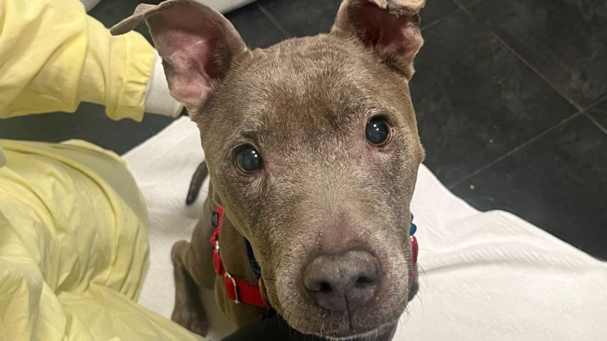 Cagnolina ritrovata ridotta a pelle e ossa: i soccorritori fanno l'impossibile per salvarla