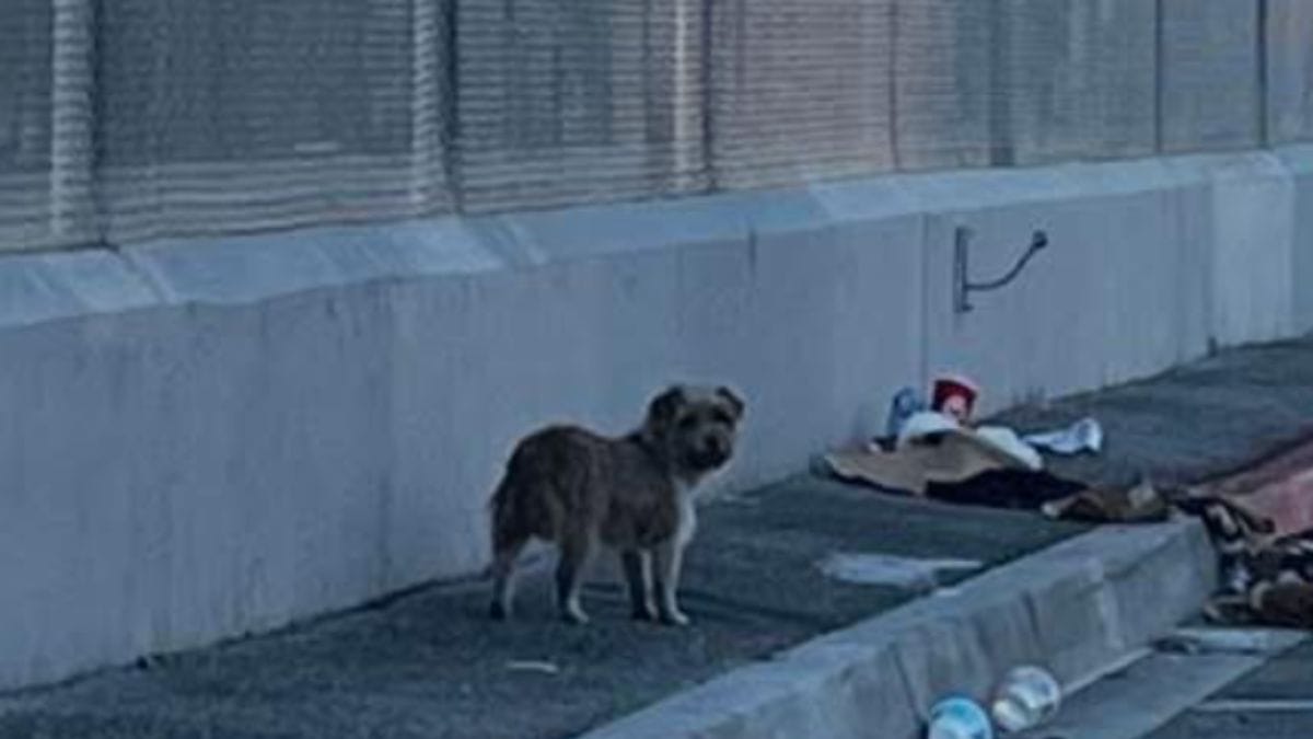 Una cagnolina vaga in strada per settimane: il motivo ti farà piangere