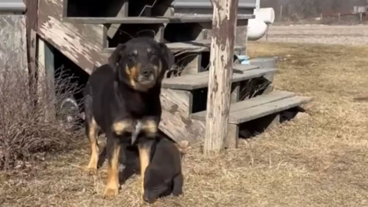 Una famiglia di cani salvata dalla strada: una telefonata ha cambiato tutto