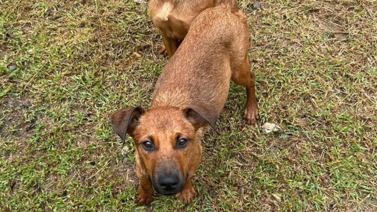 Due cagnoline terrorizzate trovate legate: il rifugio fa l'impossibile per riabilitarle