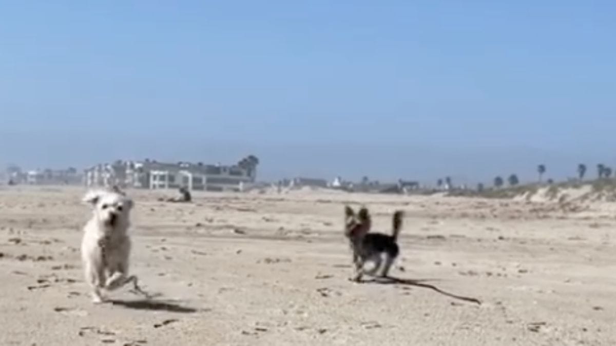 Voleva filmare il suo cane in spiaggia: milioni di utenti scoppiano a ridere