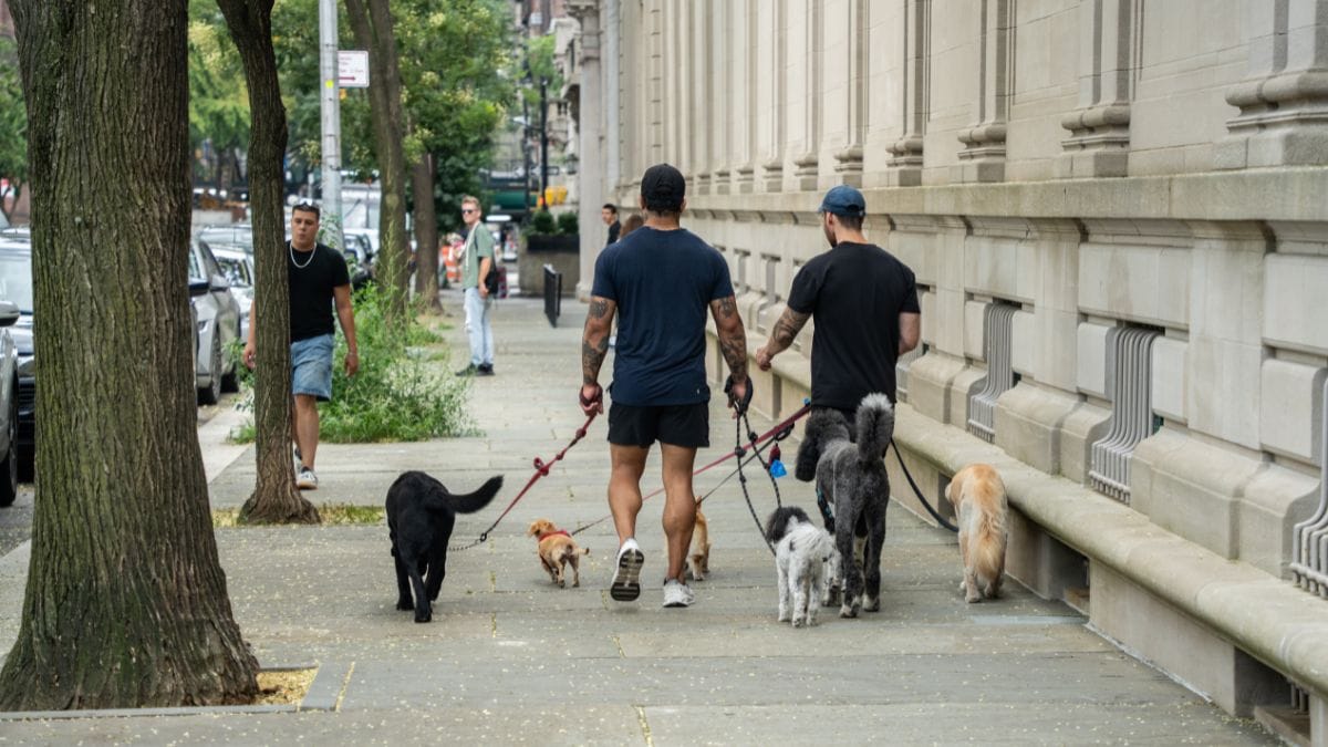 Il guinzaglio si spezza durante la passeggiata: il cane viene ritrovato in un posto incredibile