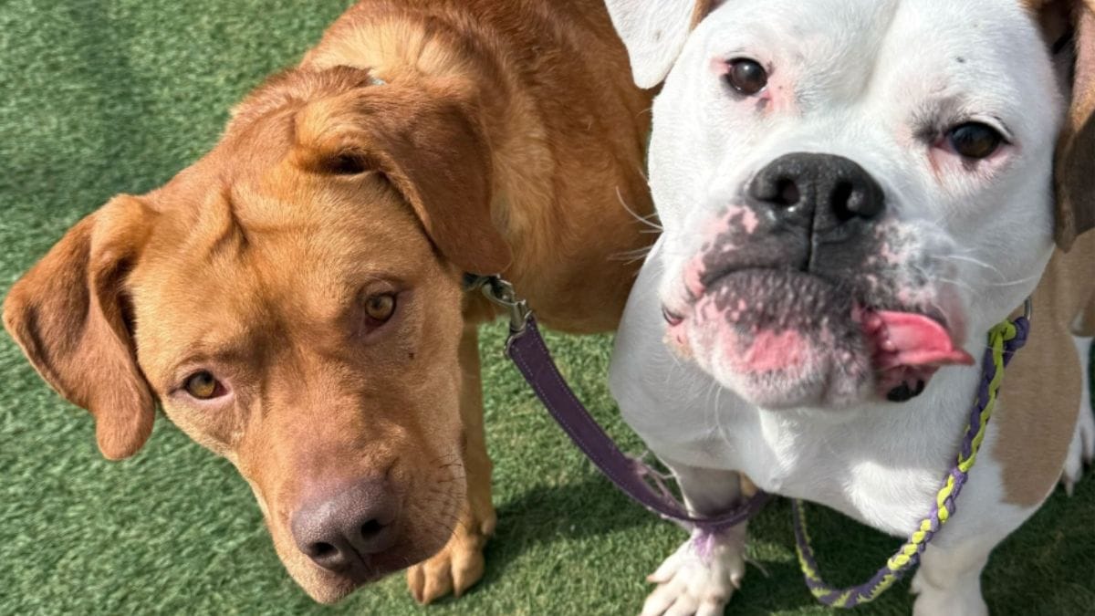 Un cane del rifugio si perde durante la passeggiata: i volontari hanno un'idea incredibile per ritrovarlo