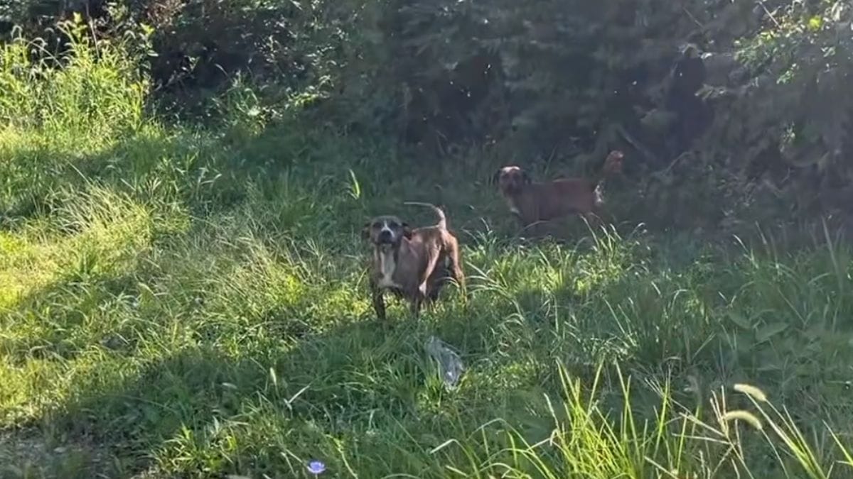 Cani salvati in una casa abbandonata: i soccorritori scoprono otto sorprendenti segreti