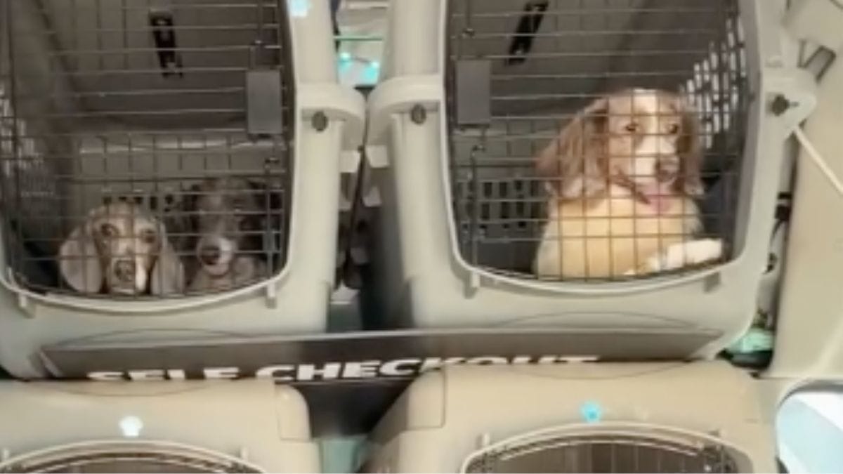 Questo rifugio salva decine di cani anziani abbandonati: resta però un'ultima sfida