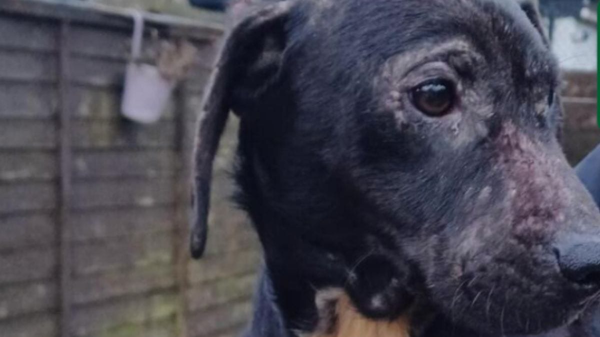 Salvano due cuccioli abbandonati in autostrada: 4 settimane dopo rivivono lo stesso incubo