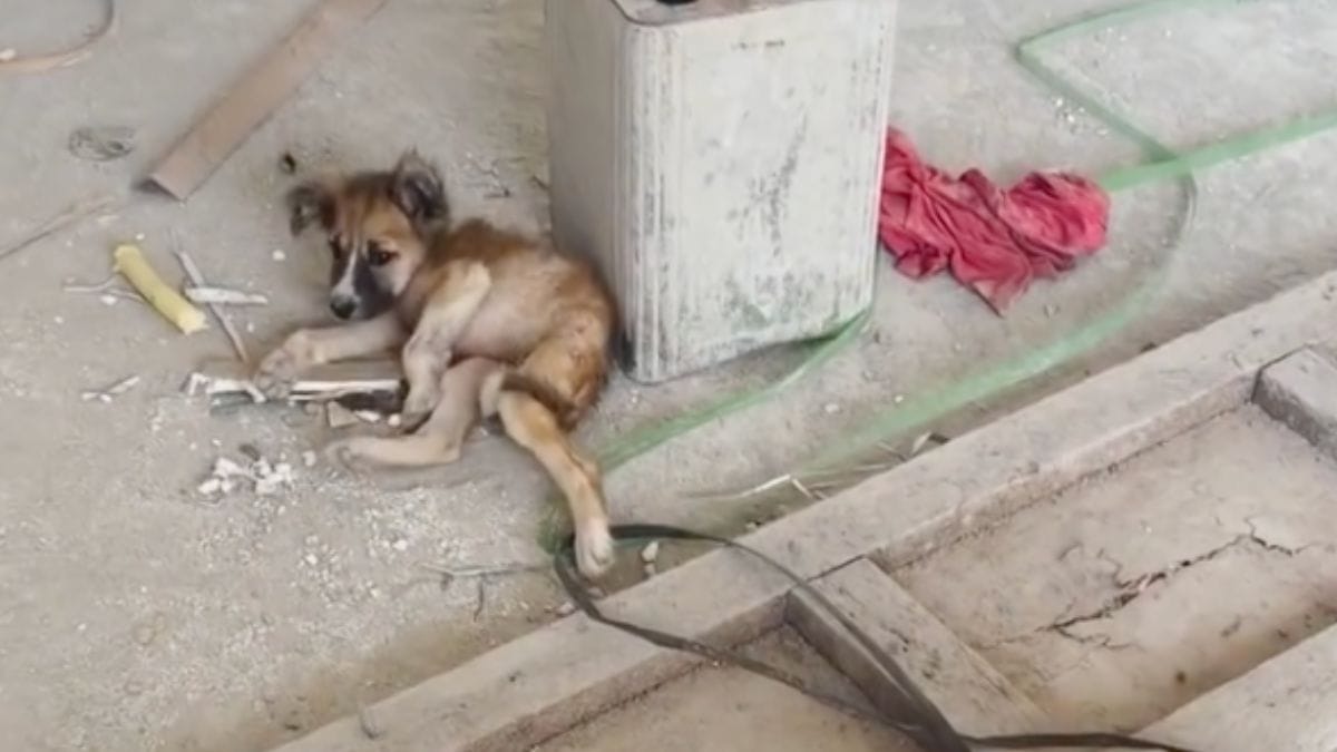 Cucciolo abbandonato in cantiere sembra "senza vita": 4 giorni dopo, migliaia di utenti faticano a riconoscerlo