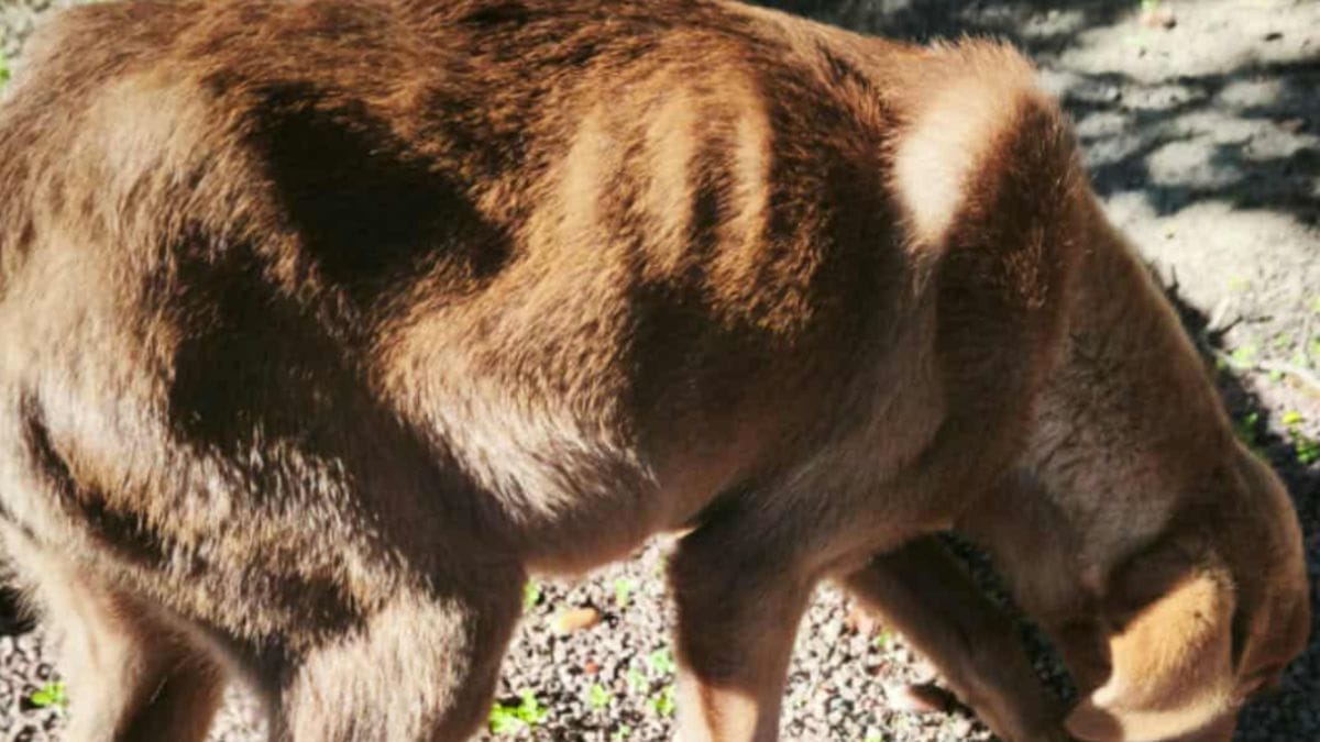 Legano un cucciolo affamato a un albero e lo abbandonano: i testimoni chiamano subito i soccorsi