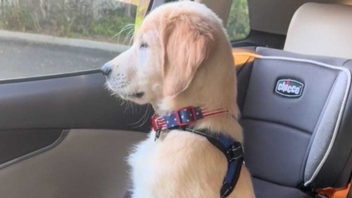 Video. Golden Retriever vede il padroncino all'uscita di scuola: 2 milioni di persone si commuovono